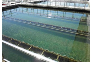 水樣檢測時，氨氮為什么常常大于總氮？